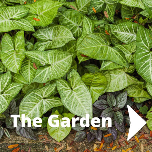 The Garden The Garden